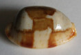 /products/cypraea-stolida-rubiginosa-gmelin-1791/